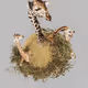 TINY PLANET ANIMALS - old