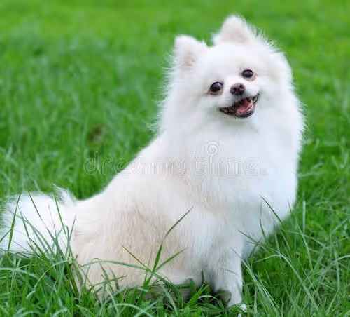 Tiny Pomeranian
