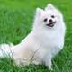Tiny Pomeranian