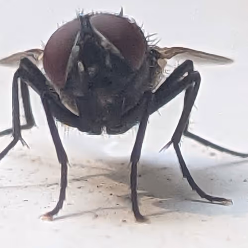 TinyLife"Common Fly"