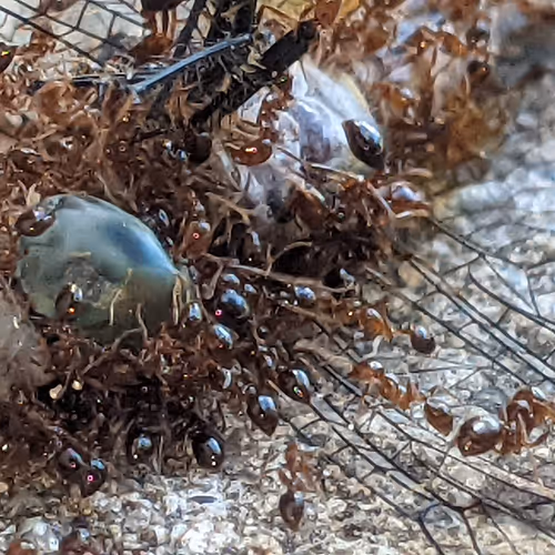 TinyLife"DeathofaDragon"