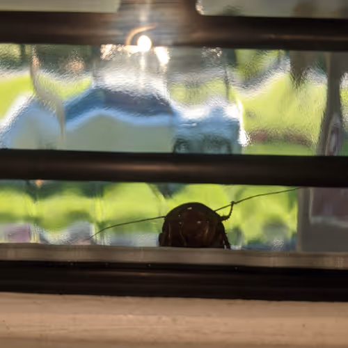 TinyLife"Roach"Waving Hello