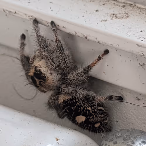 TinyLife"SpiderFurry"