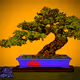TinyTrees