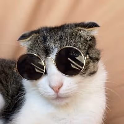Tofu the cat