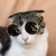 Tofu the cat