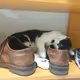 Tom the Cat