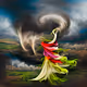 Tornado Flora