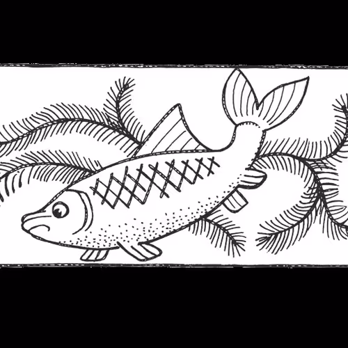 Train your Fishes