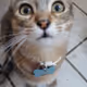 Trapo the cat