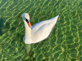 treasure+of_nature