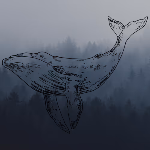 Treasurers of The Seawhales