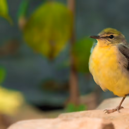 Treasures of south asia