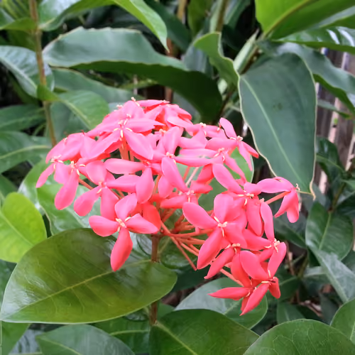 Treasures of Sunburnt Australia