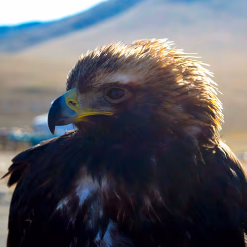 Treasures of the Central Asia