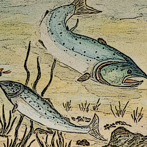 Treasures of The Scottish River