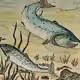 Treasures of The Scottish River