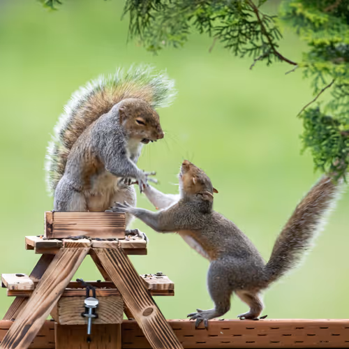 Backyard Brawl (Tree Floof Edition) - old