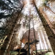 Tree house in the wood