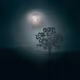 Tree in Moonlight