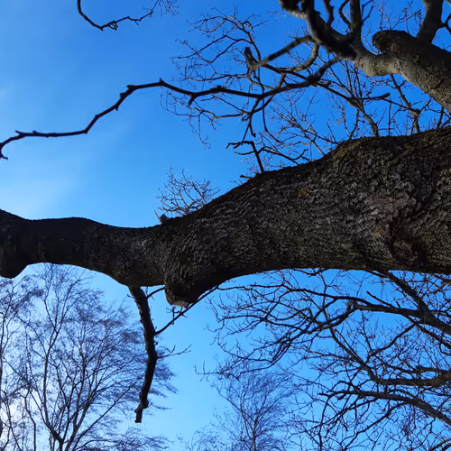 Tree journal