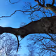 Tree journal