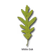 Tree Planting
