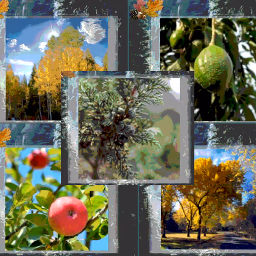 Tree Species - NFT trading cards