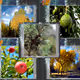 Tree Species - NFT trading cards
