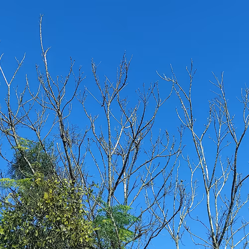 Tree Tree and more tree