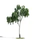 Treeasure
