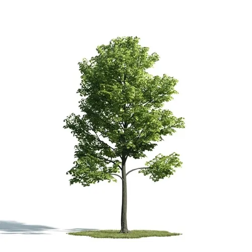 Treeasure