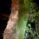 Treeincarnation