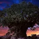 Tree Of Life by markzuniverse