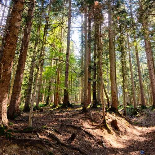 Trees