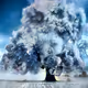 Trees by Treebottom