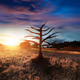 Trees of Life by Robin Fischer