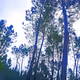 Trees  Trees  Trees
