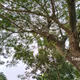Trees Ways