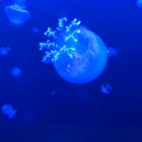 Tresure of the Sea V3