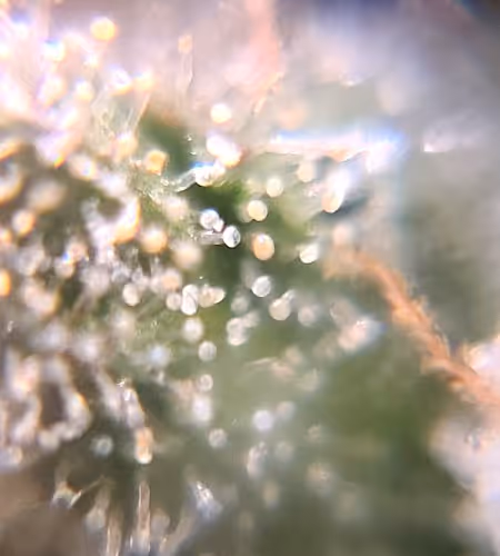 Trichomes