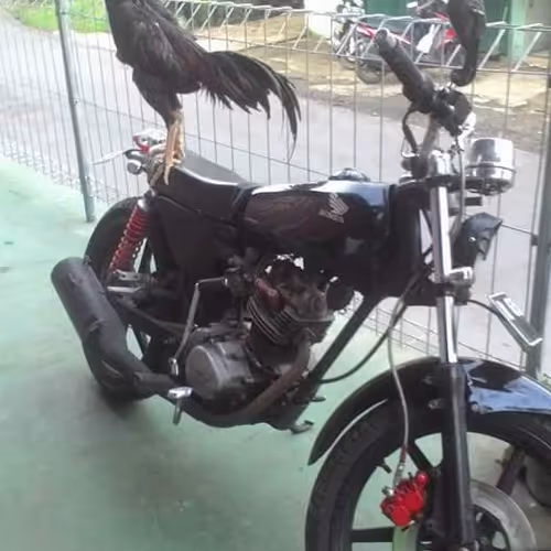 Trisulajago_74 Collection