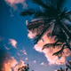 tropical gangsters - old