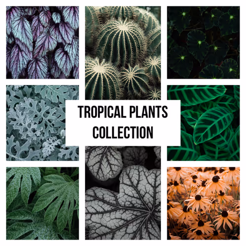 Tropical Plants Collection - old