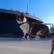The Trucking Kitty Collection