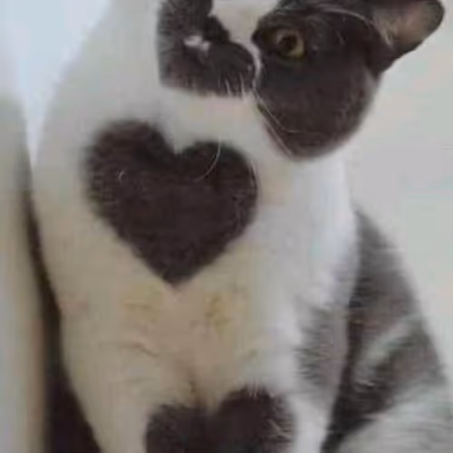 true cat color - old