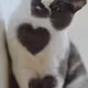 true cat color - old