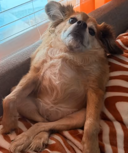 trunkz