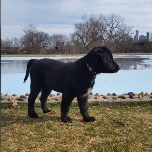 TuckerDog - old