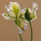 Tulip 1637